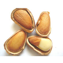 High Quality Pine Nut  Dried Pine Nut Kernels